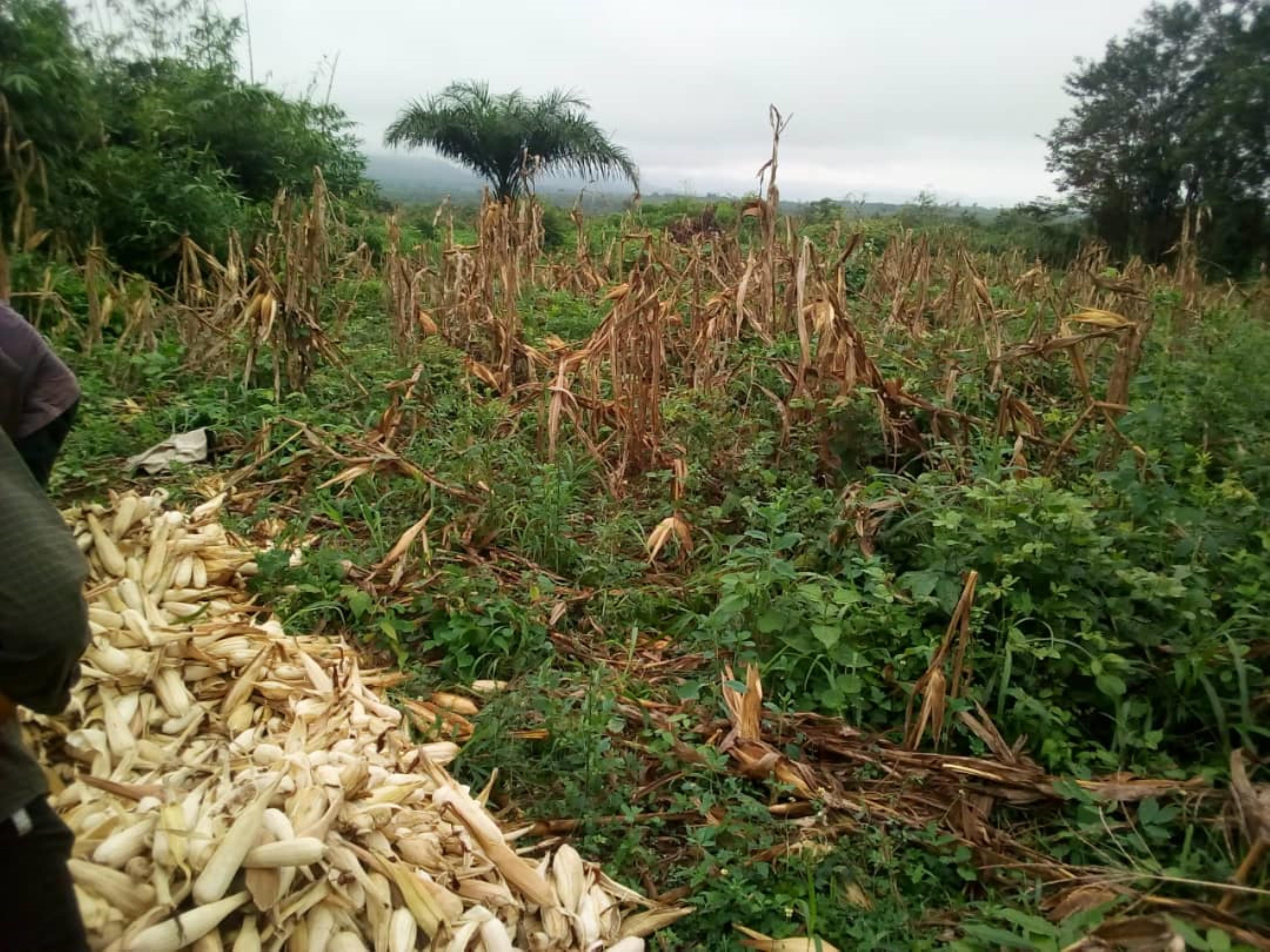 20 plots Land - For Sale, Abri, Accra | Strathium